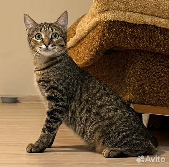 Последний шанс для Ириски