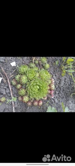 Цветы для альпийской горки, форзиция, дёрен