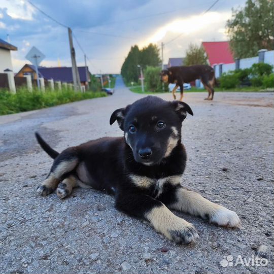 Собака в добрые руки