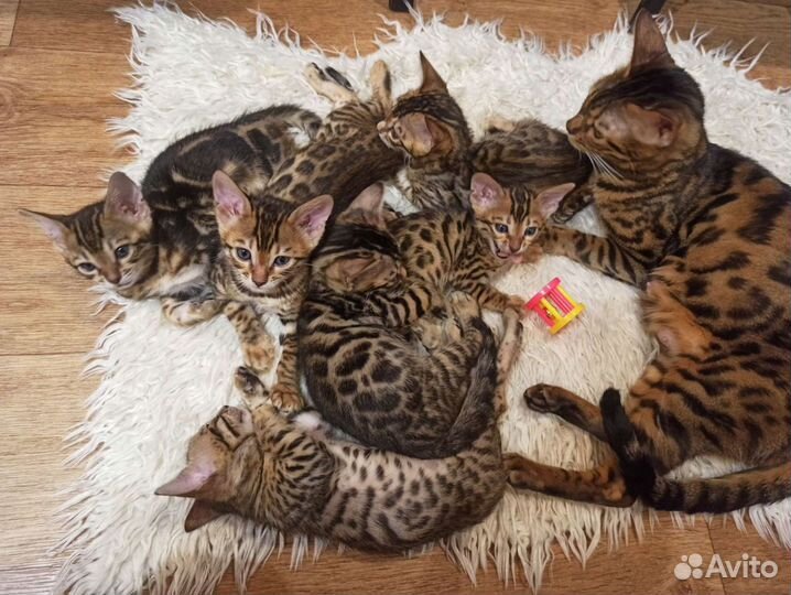 Бенгальские котята