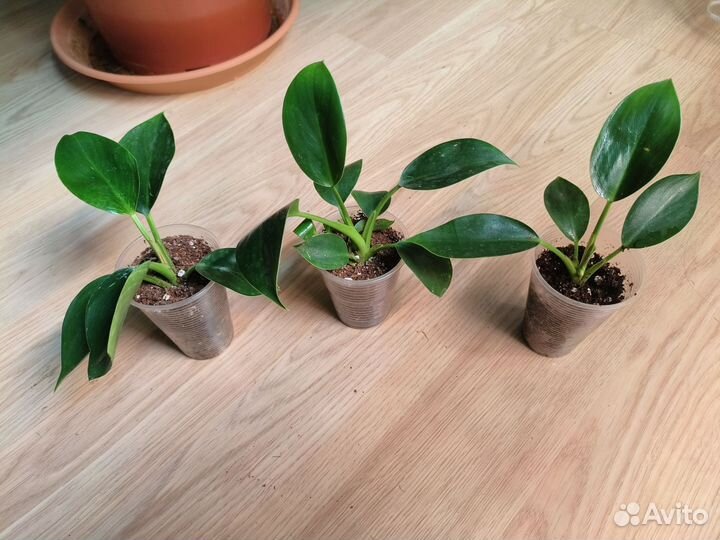 Филодендрон Биркин