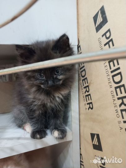 Кошка в дар