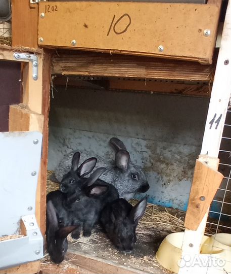 Кролики мясной породы