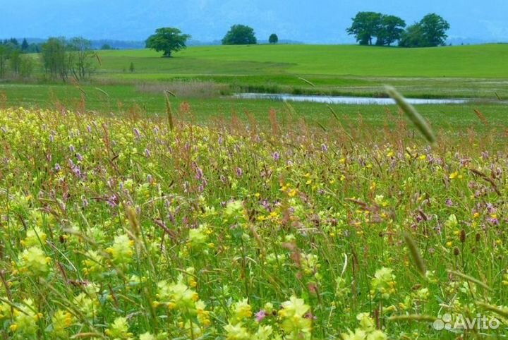 2023 года Мед из Алтая оптом