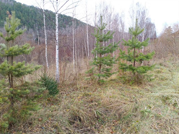 Участок 10 сот. (СНТ, ДНП)