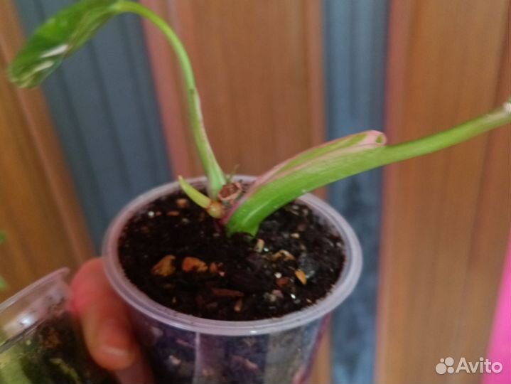 Филодендрон белая принцесса