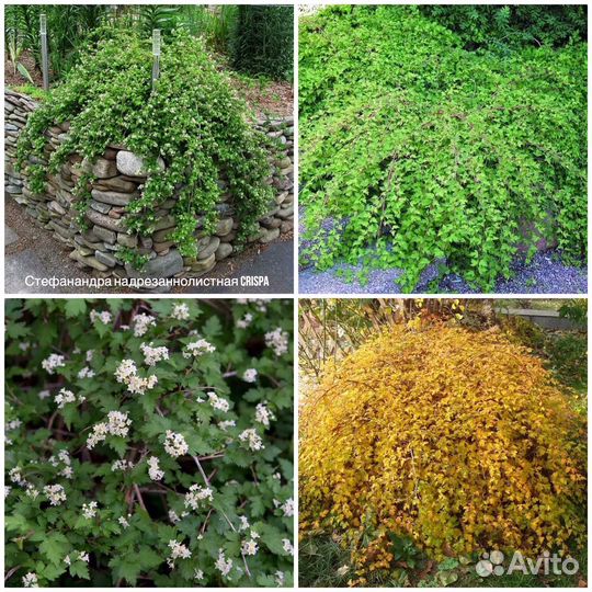 Стефонандра