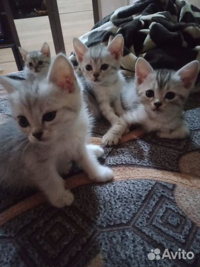 Кошки в добрые руки бесплатно