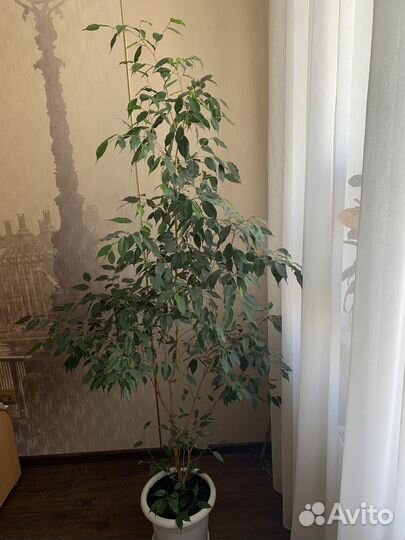 Комнатные растения цветы большие