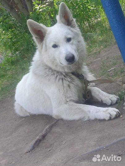 Частный кинолог