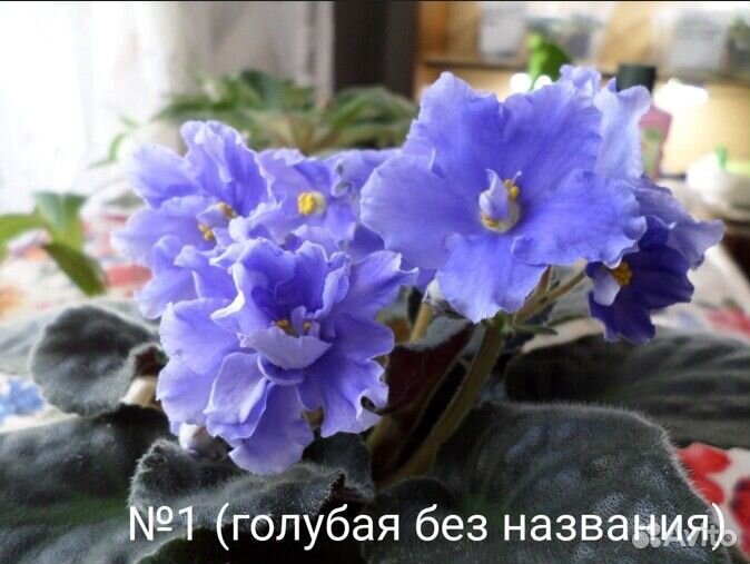 Укоренённые листики фиалки