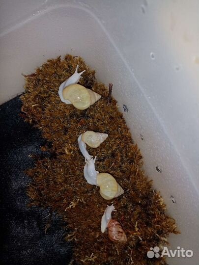 Улитки ахатины