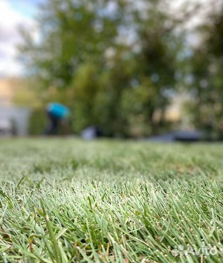 Рулонный газон с укладкой