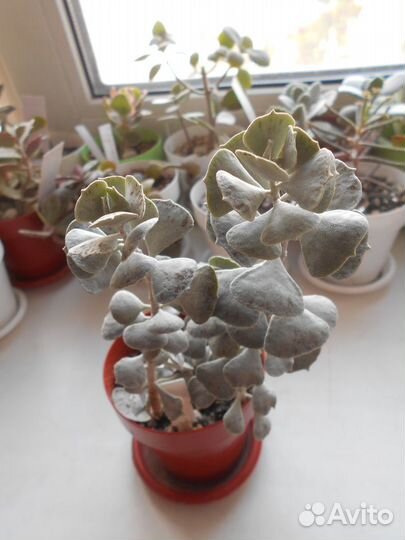 Каланхоэ,разные виды