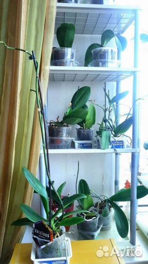 Орхидеи сортовые отцвели много