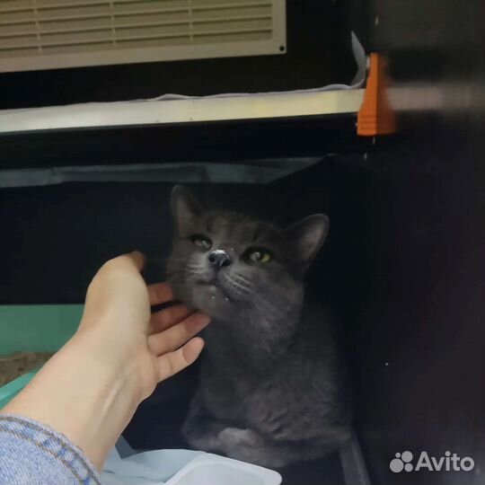 Ищет дом кот, травма лапы. Некуда идти из клиники