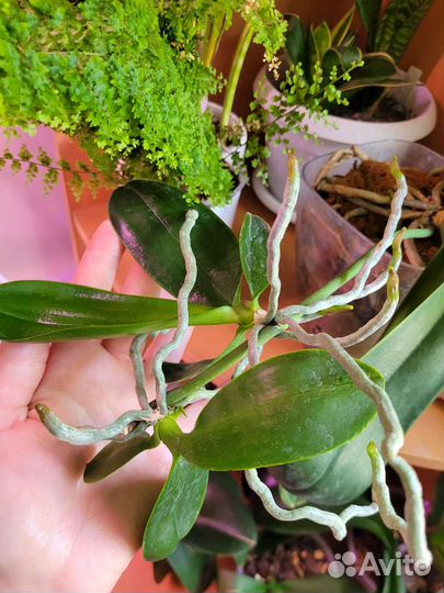 Детка орхидеи