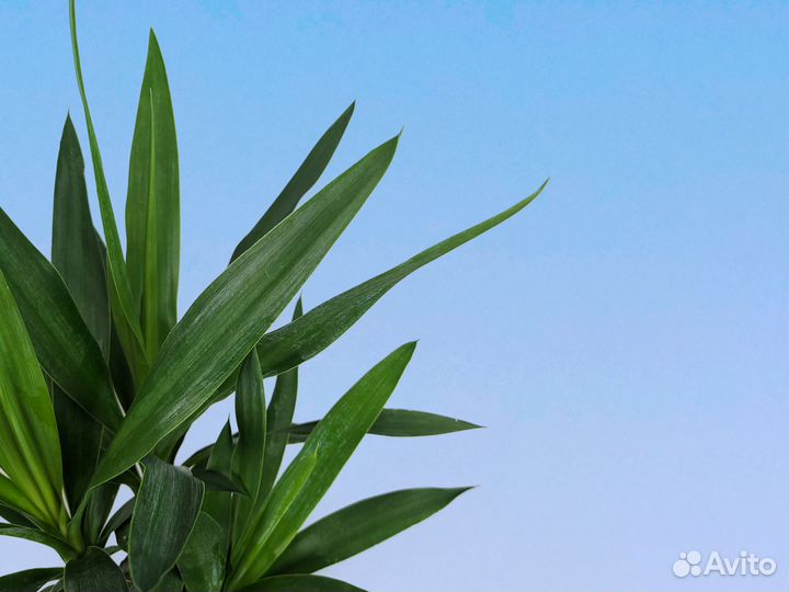 Юкка Слоновая 12/40