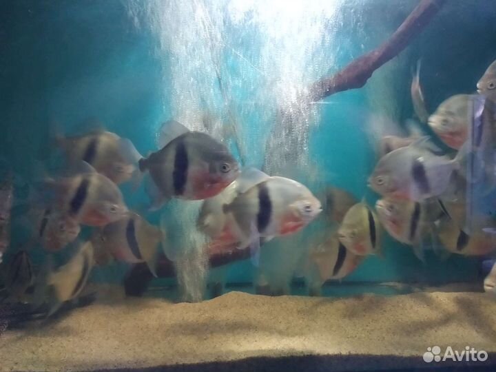 Милеус широкополосый