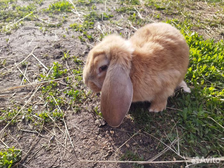 Кролики мясных пород