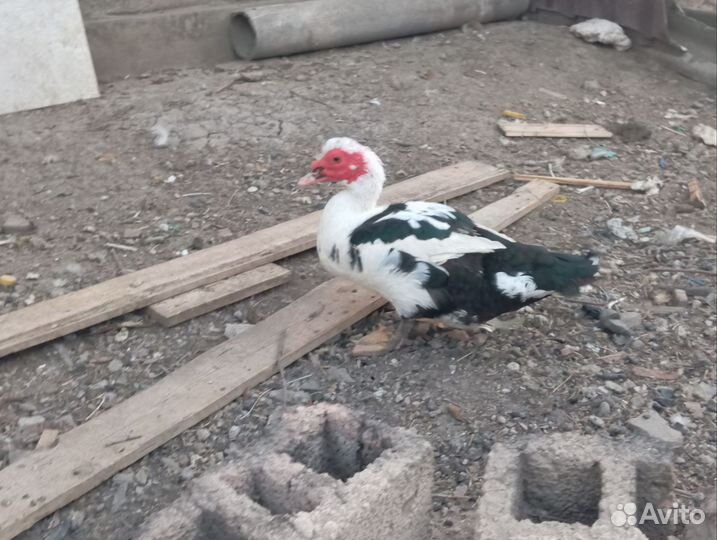 Мускусные утки