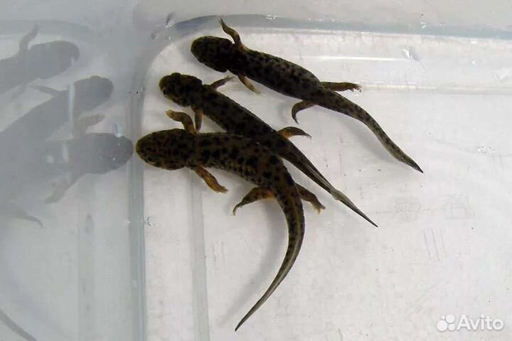 Тритон испанский