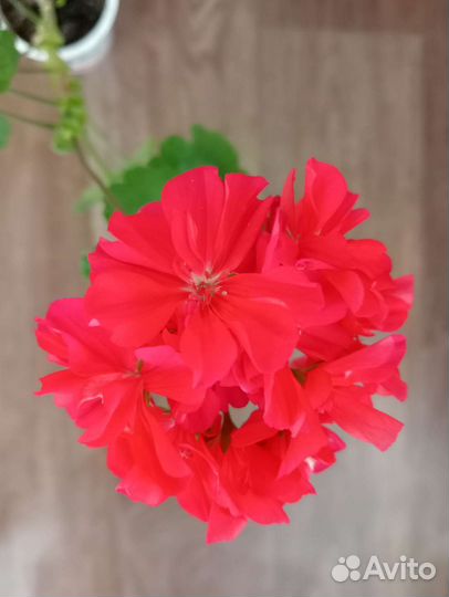 Пеларгония герань