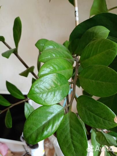 Денежное дерево