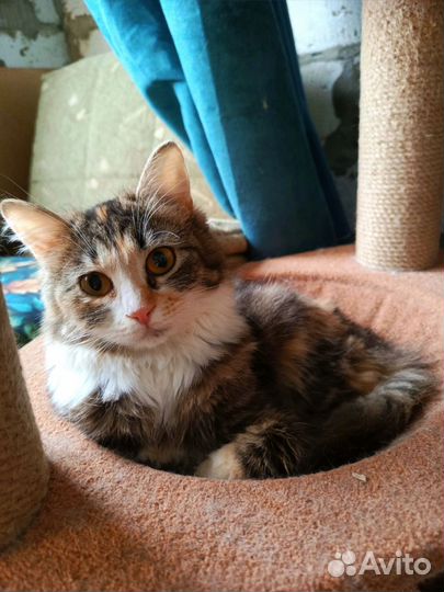 Скромница Анечка в дар