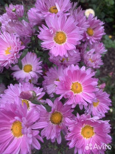 Хризантема корейская