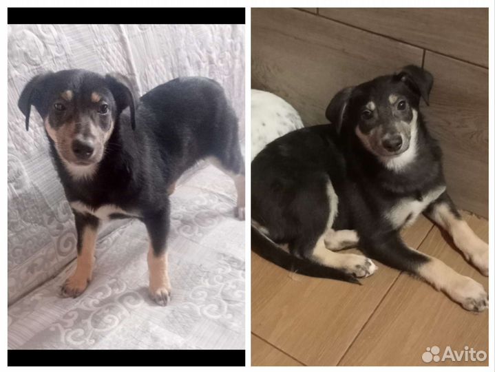 Щенок 4 мес привит