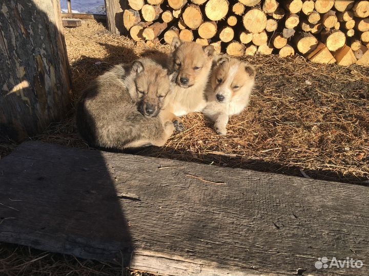 Домашние животные собаки щенки