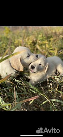 Золотистый ретривер