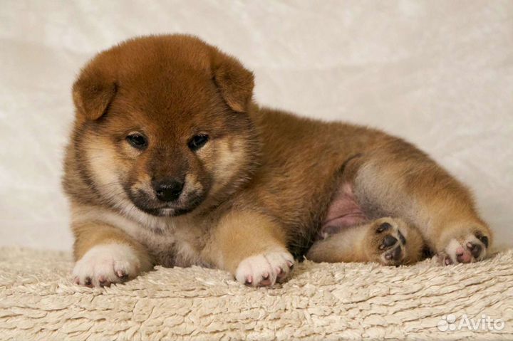 Сиба-ину. Кобель для вязок. Фото щенков в объявл