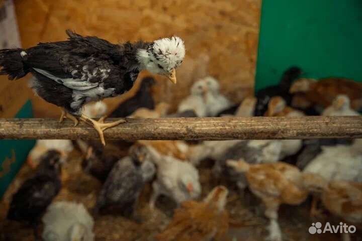 Сельский туризм,отдых на природе, агротуризм