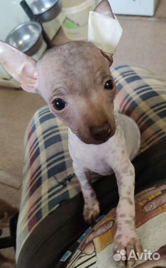 Ксолоитцкуинтли mini