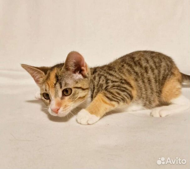 Котëнок. Триша. 3 месяца