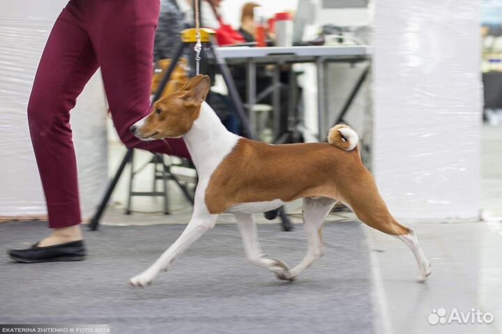 Кобели басенджи для вязок