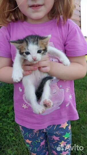 Котики для дома