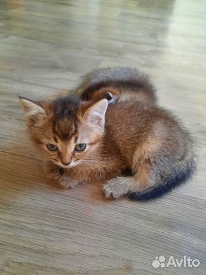 Британские котята