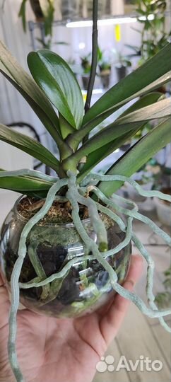 Орхидея фаленопсис