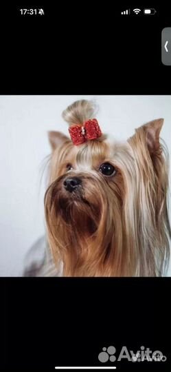 Йорк на вязку