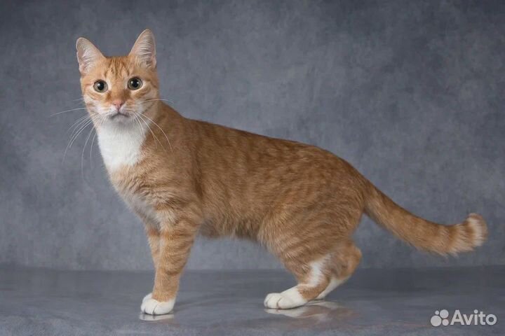 Молодой рыжий котик в добрые руки
