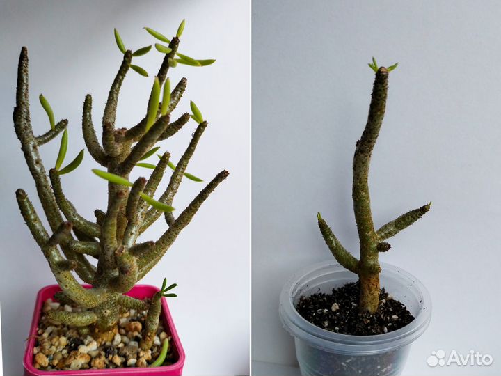 Суккуленты