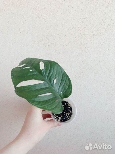 Монстера манки