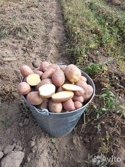 Картошка сорт Белая роза