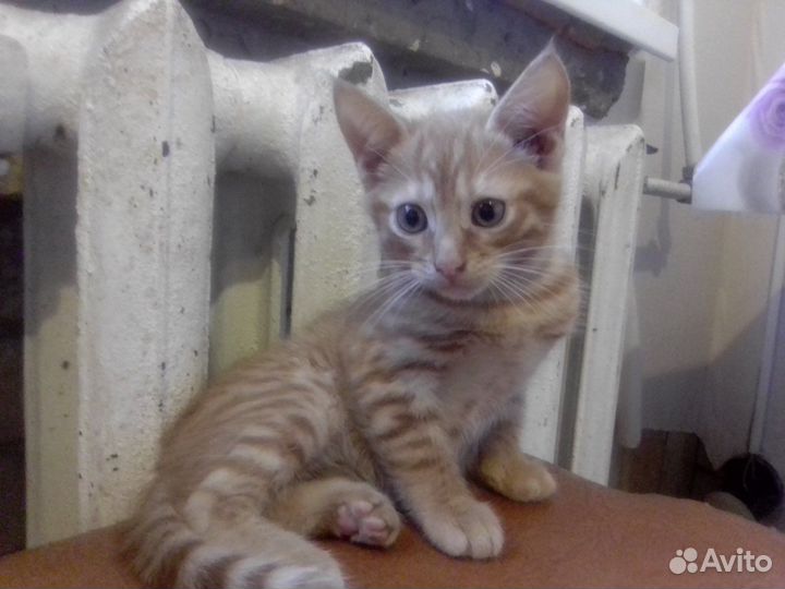 Отдам в добрые руки котенка