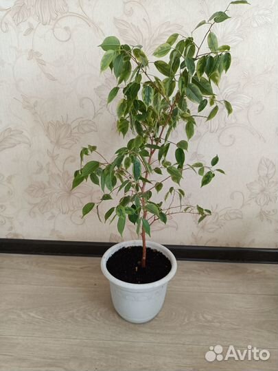 Продам фикус
