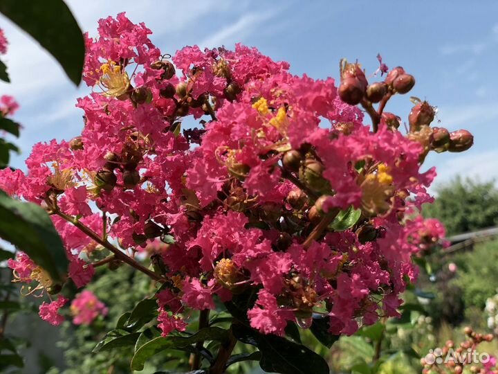 Лагерстремии садовые растения