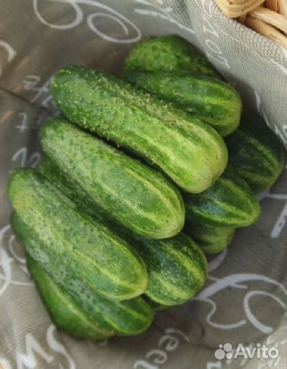 Огурец Кучерявый F1 (уд) 10 шт цв.п